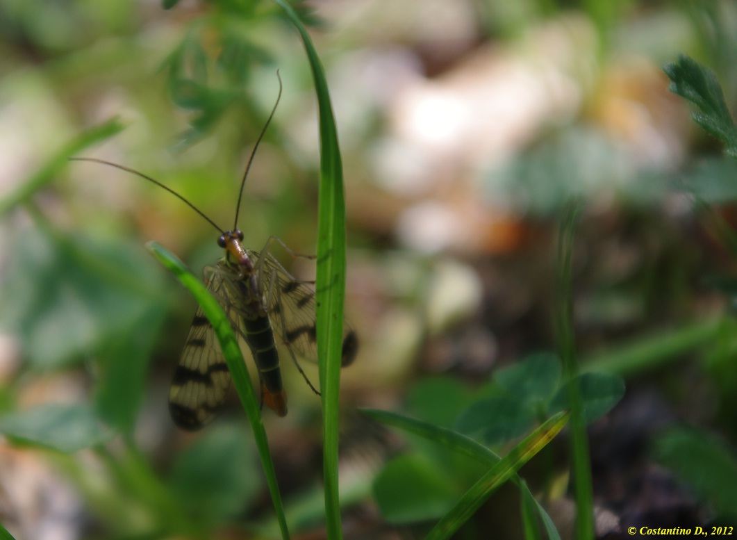 Mecoptera in Cilento: maschio di Panorpa gr. cognata